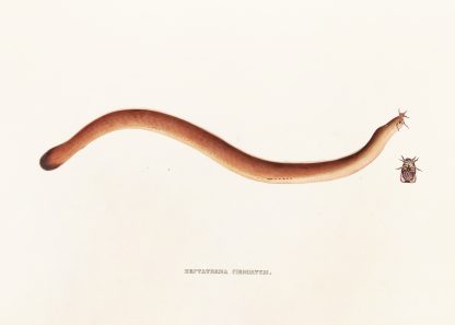 Fauna japonica Pl.160 by Philipp Franz Balthasar von Siebold