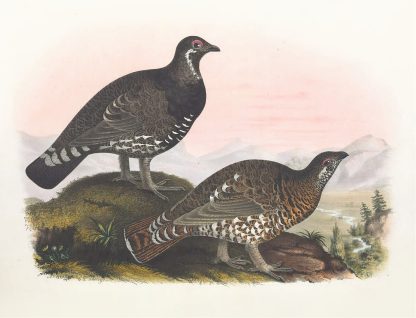 Franklin’s Grouse by Daniel Giraud Elliot