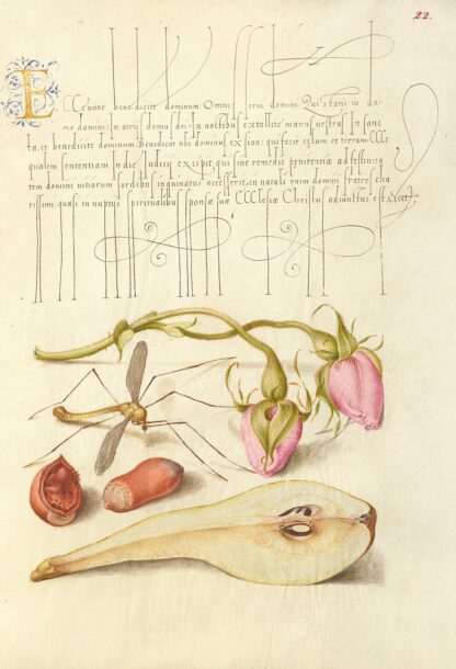 French Rose, Crane Fly, European Filbert, and Common Pear by Joris Hoefnagel