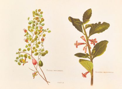 Fushia Procumbens by Georgina Burne Hetley