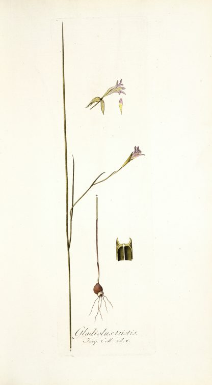 Gladiolus tristis, prioris varietas by Nikolaus Joseph Freiherr von Jacquin