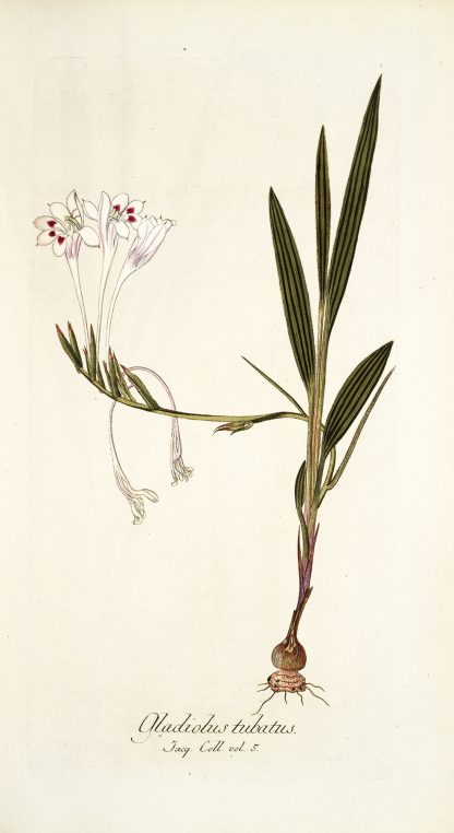 Gladiolus tubatus by Nikolaus Joseph Freiherr von Jacquin