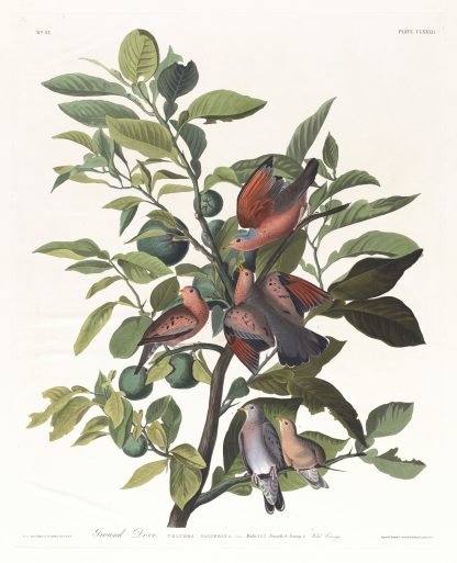 Ground dove by John James Audubon