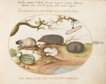 Guinea Pig and Hedgehogs with Melon and Cobnuts by Joris Hoefnagel
