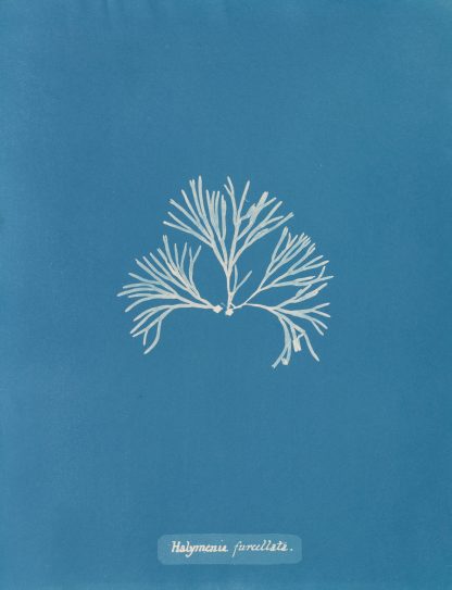 Halymenia furcellata by Anna Atkins