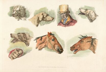 Heads of dogs, horses and of a man by Henry Thomas Alken