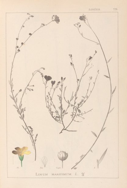 Herbier de la flore française Pl.0013 by Louis Antoine Cusin