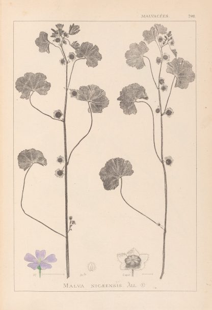 Herbier de la flore française Pl.0041 by Louis Antoine Cusin