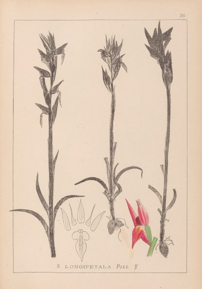 Herbier de la flore française Pl.1009 by Louis Antoine Cusin