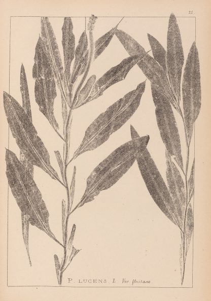 Herbier de la flore française Pl.1077 by Louis Antoine Cusin