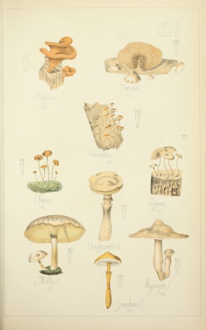 Histoire naturelle des champignons Pl.24 by Guillaume Sicard
