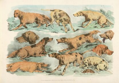 Hounds by Henry Thomas Alken