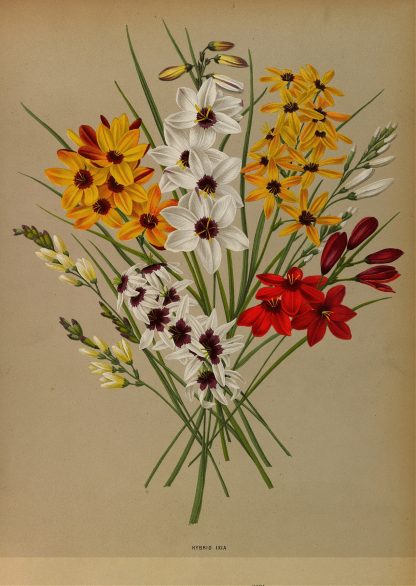 Hybrid Ixia by Arentina Hendrica Arendsen