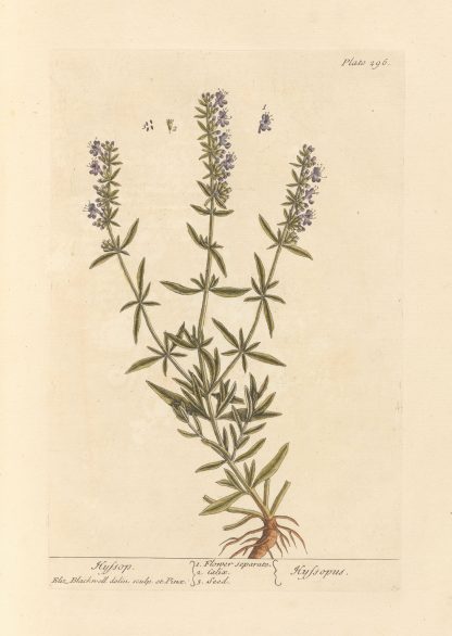 Hyssop by Elizabeth Blackwell