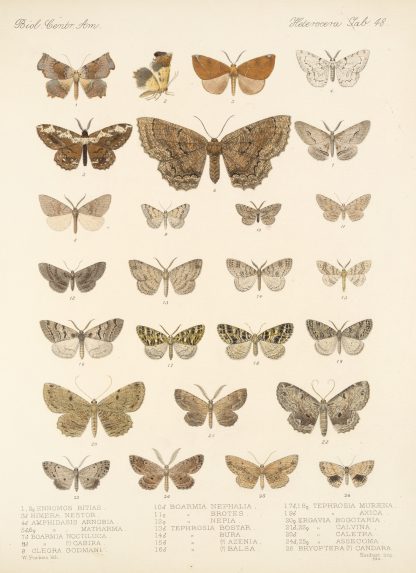 Insecta Lepidoptera-Heterocera Pl 048 by Frederick DuCane Godman