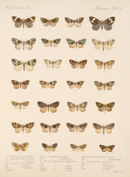 Insecta Lepidoptera-Heterocera Pl 056 by Frederick DuCane Godman