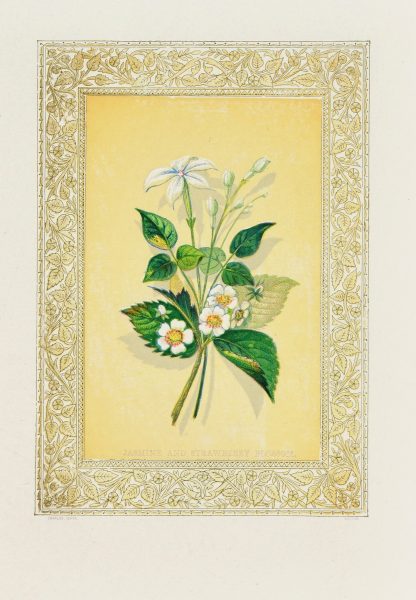 Jasmine and Strawberry Blossom by John Henry Ingram