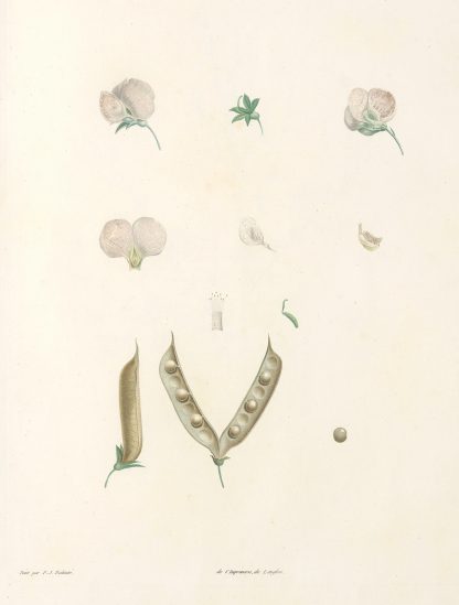 La botanique de J. J. Rousseau Pl 15 by Pierre Joseph Redouté