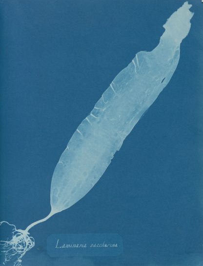 Laminaria saccharina by Anna Atkins