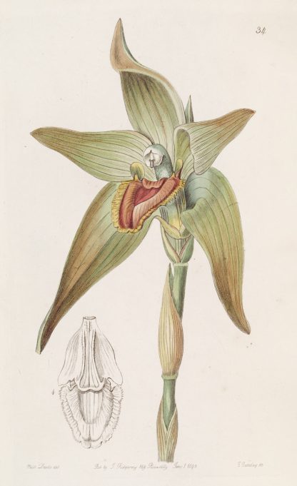 Large-flowered Lycaste by Sydenham Edwards