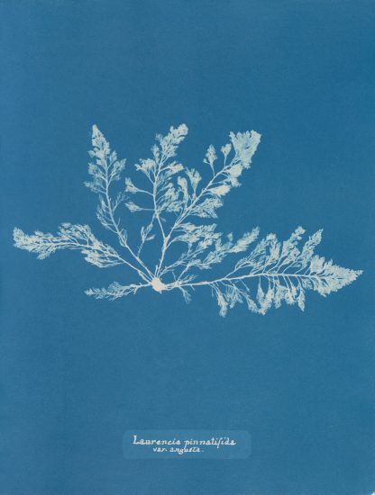 Laurencia pinnatifida var. angusta by Anna Atkins