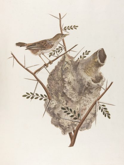 Le pinepine by François Levaillant