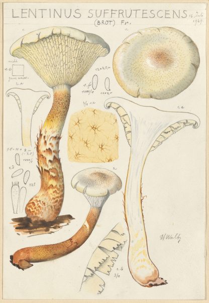 Lentinus suffrutescens by Hans Walty