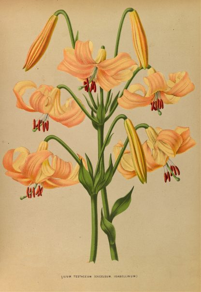 Lilium Testaceum by Arentina Hendrica Arendsen