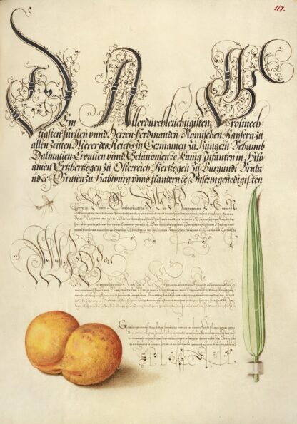 Mayfly, Apricot, and Reed Grass by Joris Hoefnagel