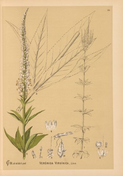 Medicinal Plants Pl.007 by Charles Frederick Millspaugh