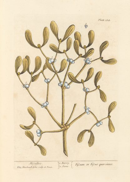 Misseltoe by Elizabeth Blackwell