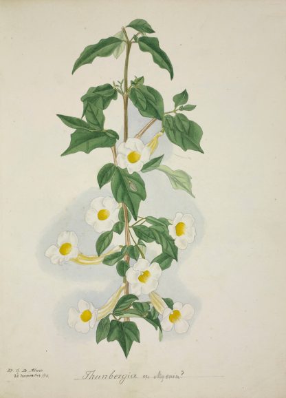 Mon Jardin a Ceylan Pl.055 by George De Alwis