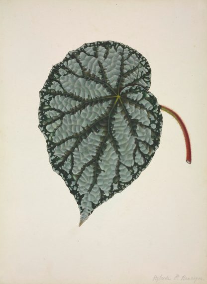 Mon Jardin a Ceylan Pl.164 by George De Alwis