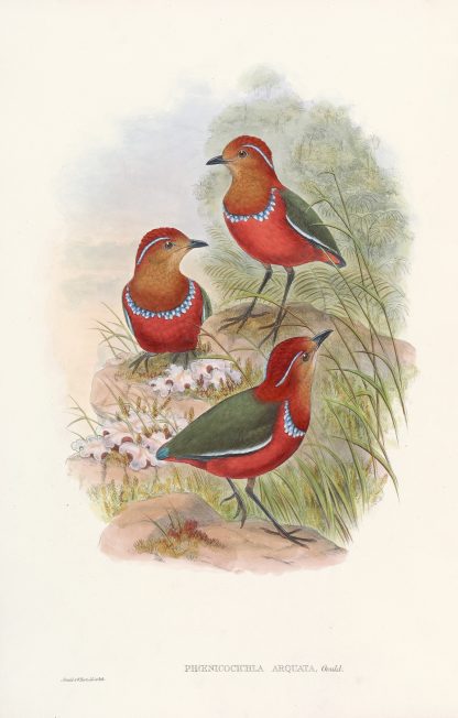 Monograph of the Pittidae Pl.09 by John Gould