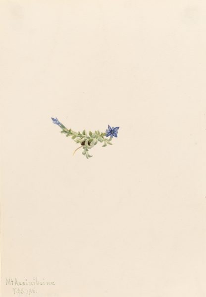 Moss Gentian by Mary Vaux Walcott