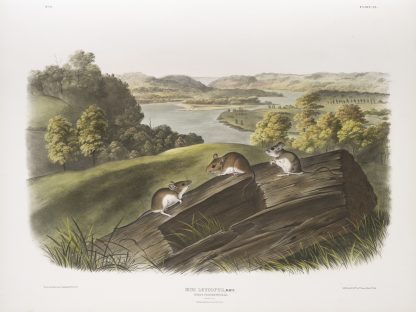 Mus leucopus, White-footed Mouse. Natural size. Male, female and young. by John Woodhouse Audubon