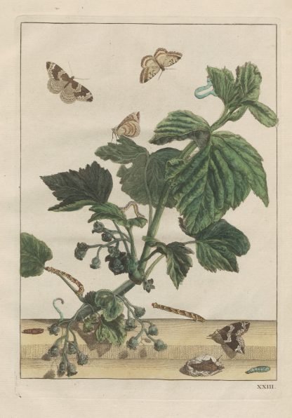 Naauwkeurige Waarneemingen van veele gestaltverwisselende gekorvene diertjes Pl.23 by Jacob L'Admiral