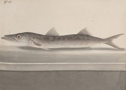 Natural history of Saint Domingue Pl.089 by René de Rabié