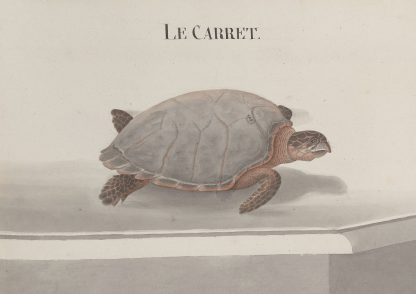Natural history of Saint Domingue Pl.118 by René de Rabié