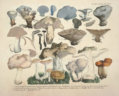 Naturgetreue Abblidungen und Beschreibungen der essbaren, schädlichen und verdächtigen Schwämme Pl.50 by J. V. Krombholz