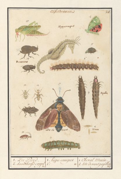 Natuurhistorische ensemble by Anselmus Boëtius de Boodt