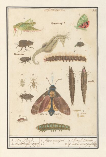 Natuurhistorische ensemble by Anselmus Boëtius de Boodt