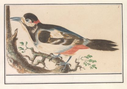 Onbekende vogel. by Anselmus Boëtius de Boodt