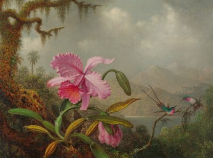 Orchids And Hummingbirds by Martin Johnson Heade