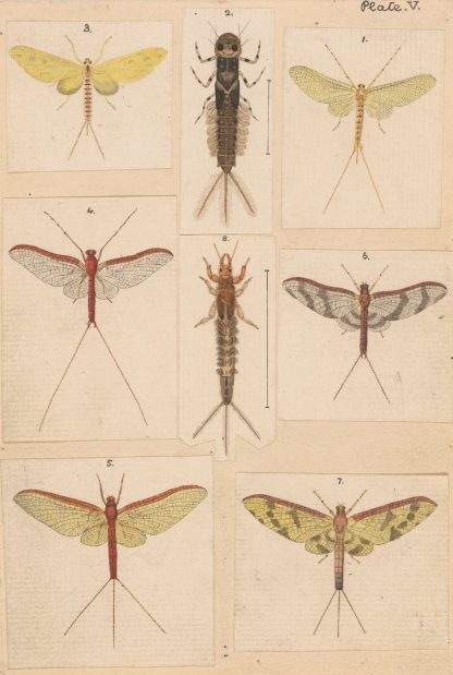 Original hand painted plate for New Zealand Neuroptera [Plate V] by George Hudson