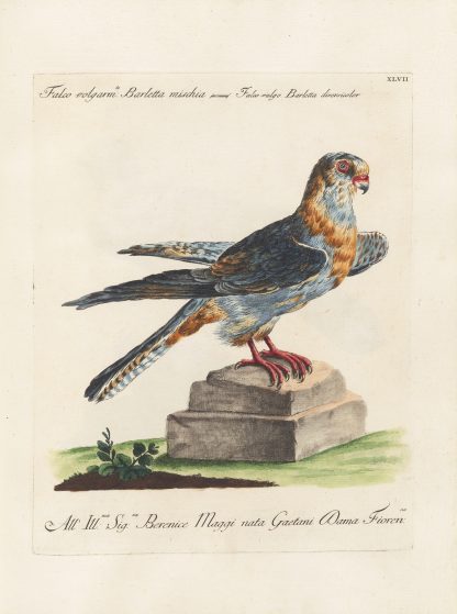 Ornithologia methodice digesta Pl.047 by Saverio Manetti