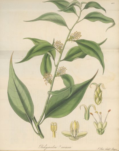 Pachysandra coriacea by William Jackson Hooker