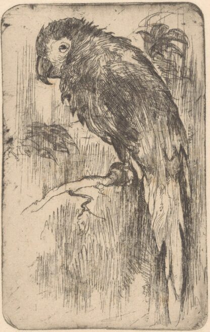 Papegaai op een tak by Willem Adrianus Grondhout