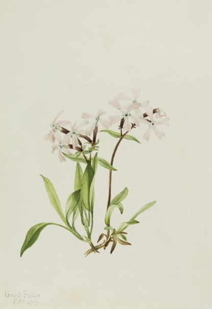 Peatpink by Mary Vaux Walcott