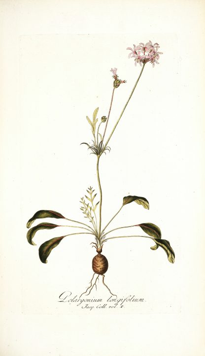 Pelargonium longifolium by Nikolaus Joseph Freiherr von Jacquin